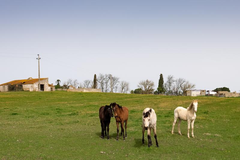 Cavalos num campo perto de Benavente